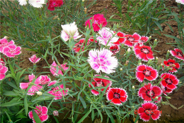 Carnation