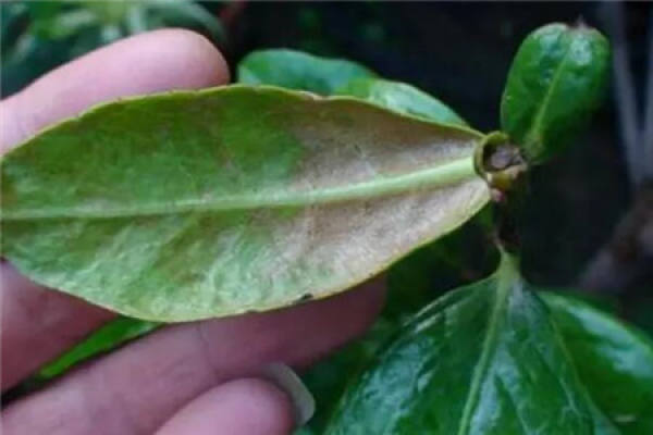 Sick Camellia