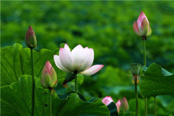 Lotus