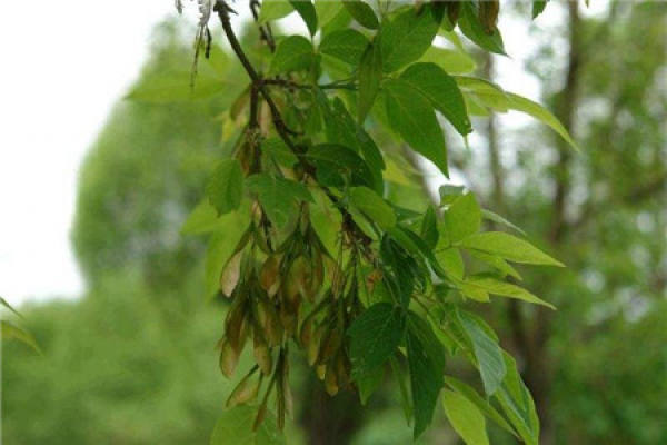 Acer negundo