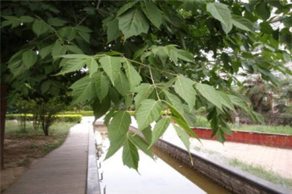 Acer negundo