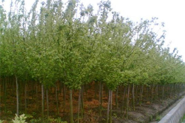 Acer negundo