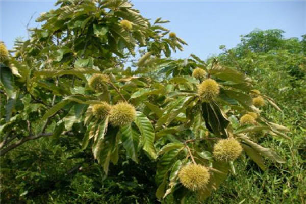 Chestnut Tree