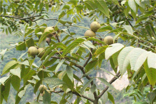 walnut tree