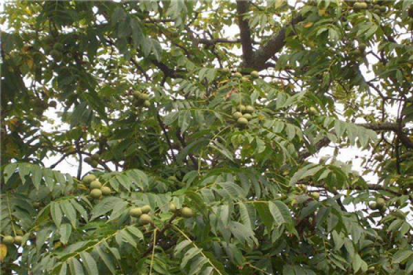 walnut tree