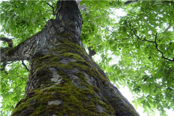 Walnut Tree