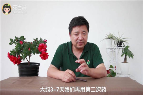 Treatment of aphid