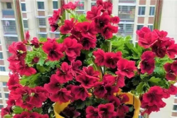 Geranium