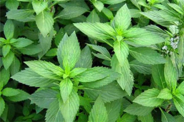Peppermint