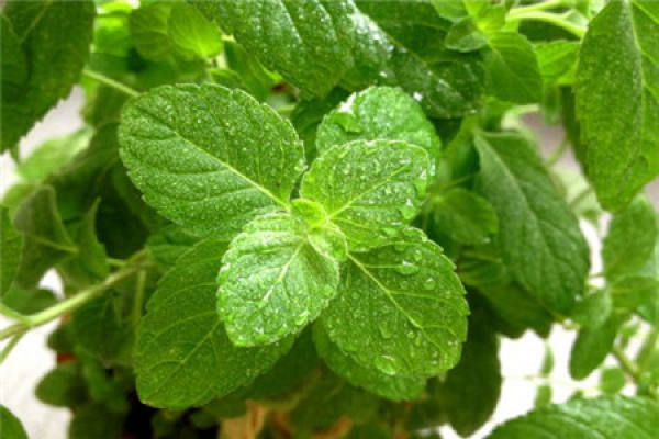 Peppermint