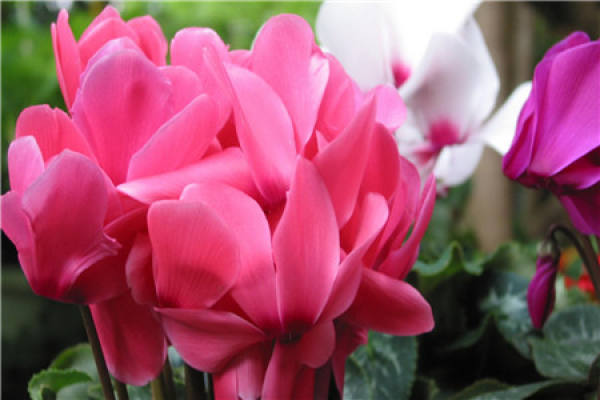 Cyclamen