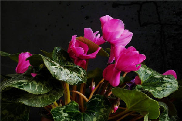 Cyclamen