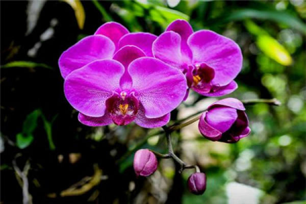 Phalaenopsis