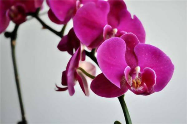 Butterfly Orchid