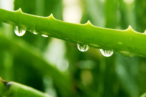 Aloe