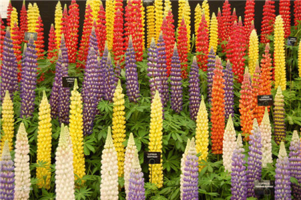 Lupine