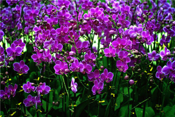 Phalaenopsis
