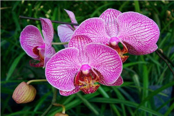 Phalaenopsis