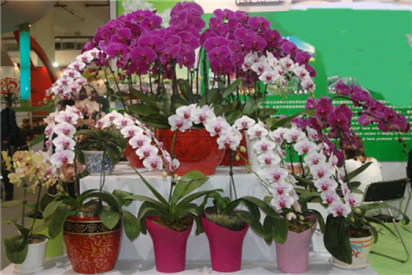 Phalaenopsis