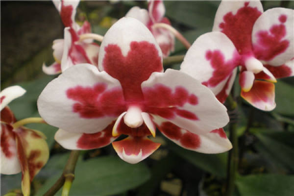 Butterfly Orchid