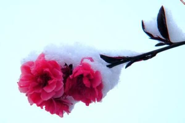Plum blossom