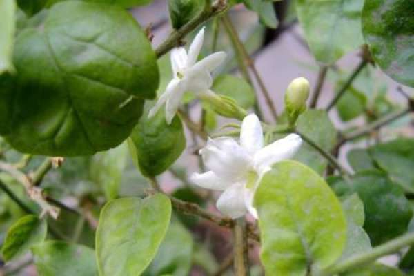 Jasmine
