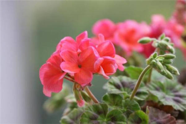 Hydrangea