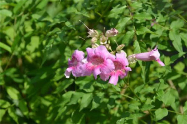 violet vine