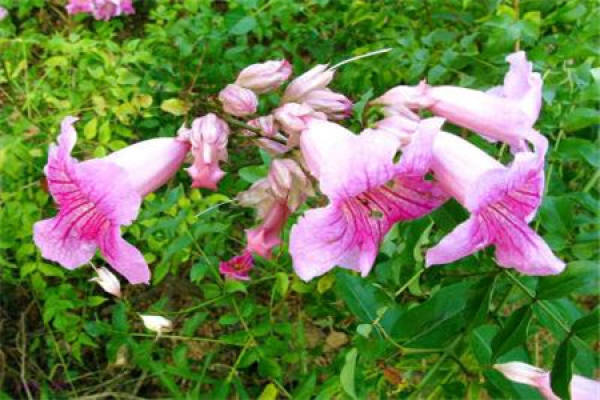 violet vine