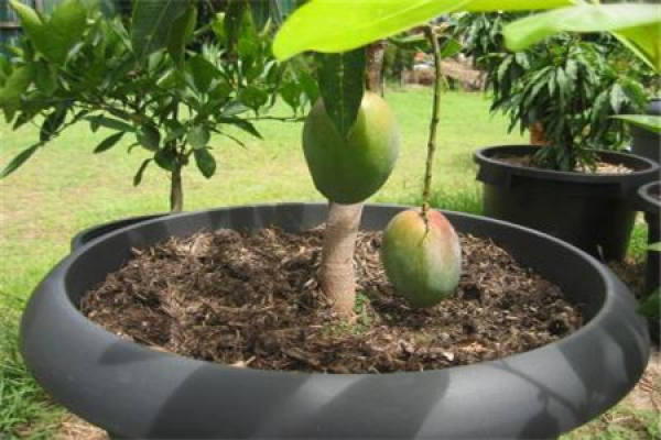 Mango