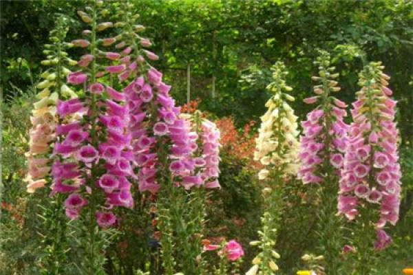 Digitalis
