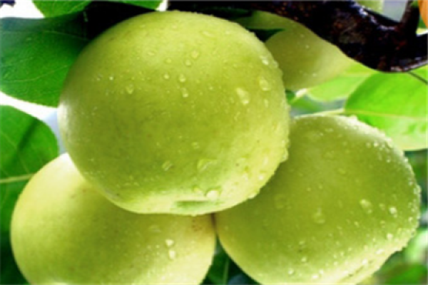 Cui Guan pear