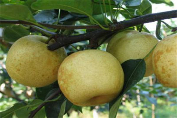 Cui Guan pear
