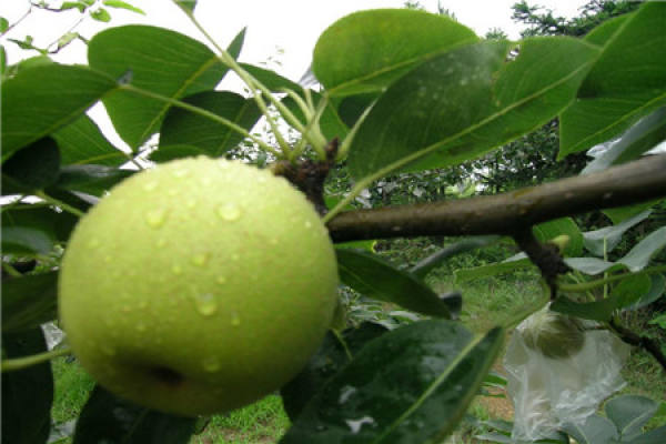 Cuiguan pear