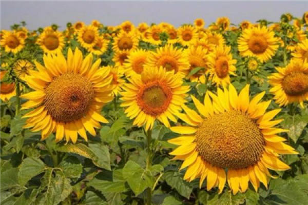 Sunflower