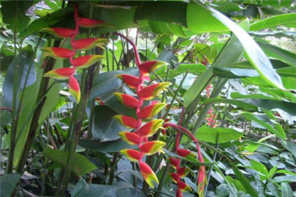 Firebird banana