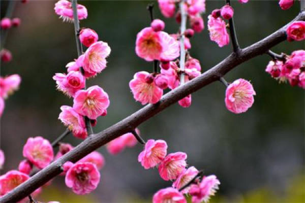 Red Plum Flower