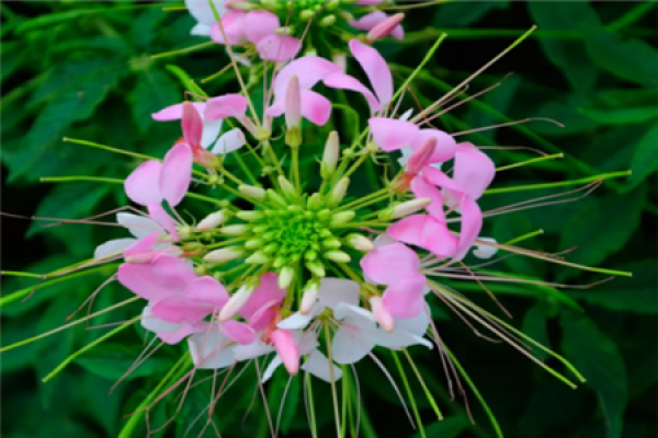 Cleome spinosa