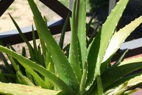 Aloe