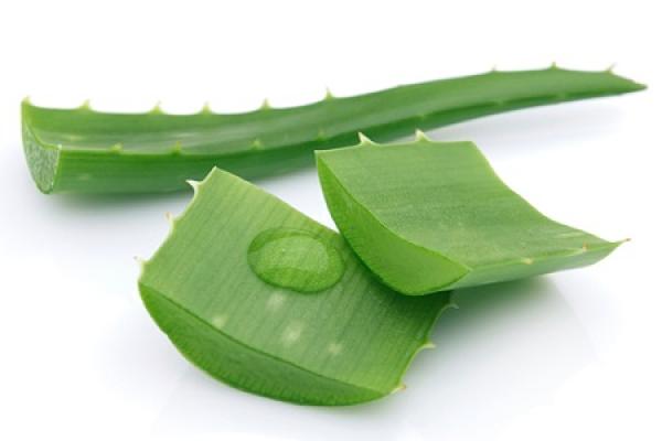 aloe