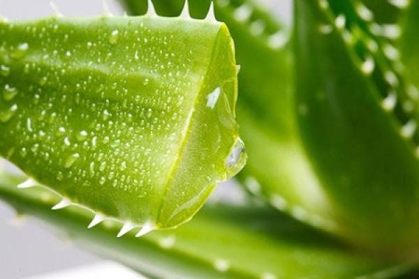 Aloe