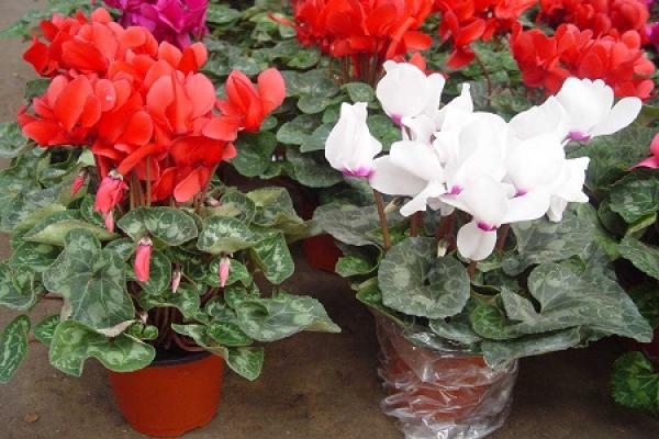 Cyclamen