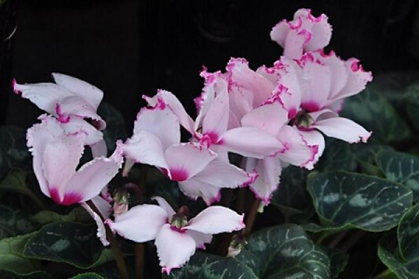Cyclamen