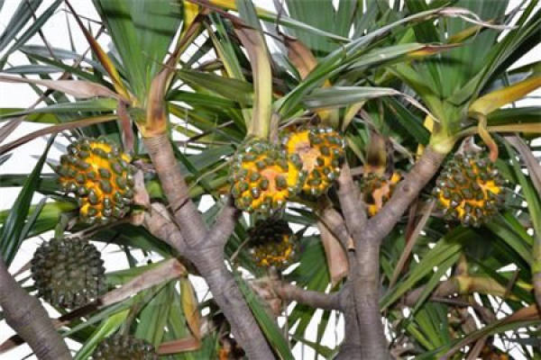 pineapple tree