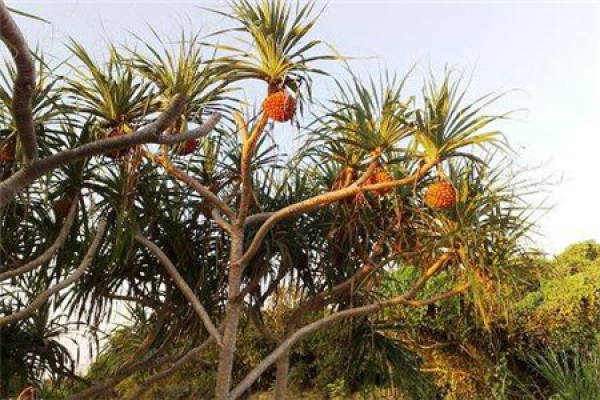 pineapple tree