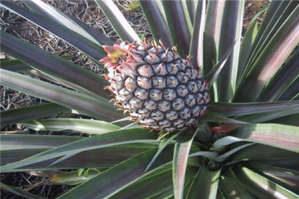 Pineapple Tree