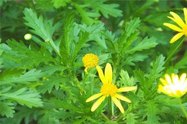 wood crown chrysanthemum