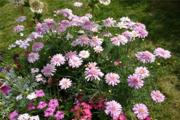 Crowndaisy chrysanthemum