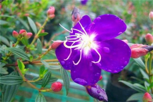 Pedicellaria