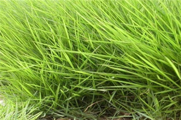 Zoysia japonica